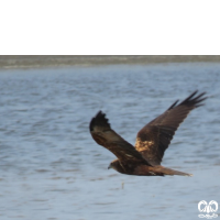 گونه سنقر تالابی Western Marsh Harrier